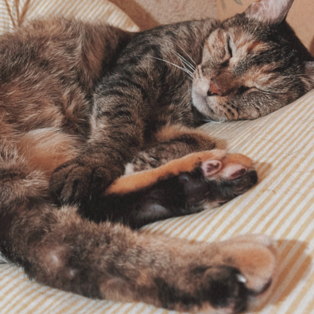 XRP-Expert交易员头像